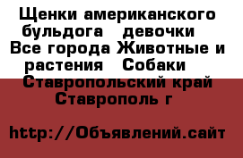 Щенки американского бульдога ( девочки) - Все города Животные и растения » Собаки   . Ставропольский край,Ставрополь г.